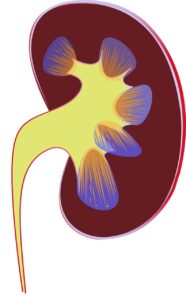 Read more about the article Nephritic syndrome